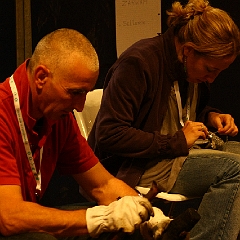 spectacle équestre de gilles fortier