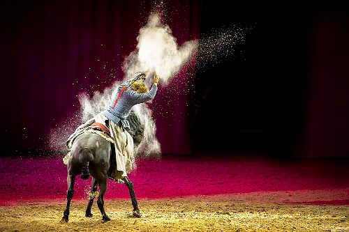 spectacle équestre horse show