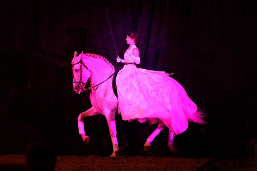 spectacle équestre horse show