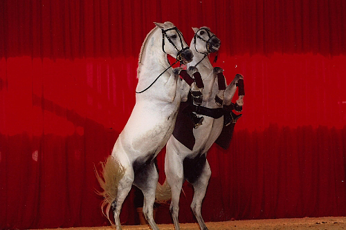 spectacle équestre horse show