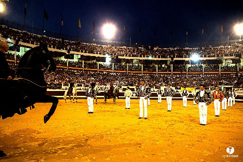 spectacle équestre horse show