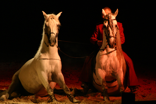 spectacle équestre horse show