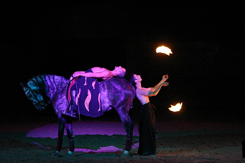 spectacle équestre horse show