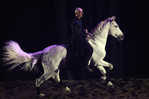 spectacle équestre horse show