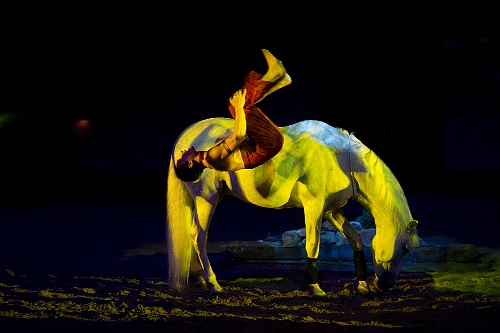 spectacle équestre horse show