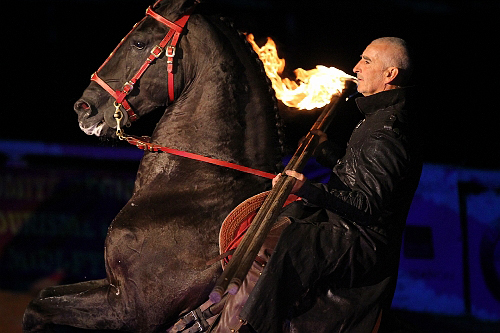 spectacle équestre horse show