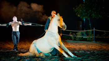 spectacle équestre horse show