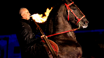 spectacle équestre horse show