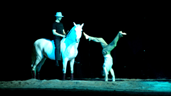 spectacle équestre horse show