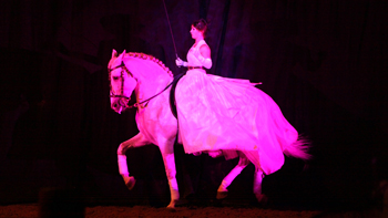 spectacle équestre horse show