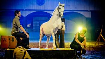 spectacle équestre horse show