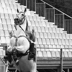 spectacle équestre coulisses foix