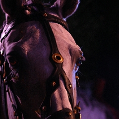 spectacle équestre coulisses foix