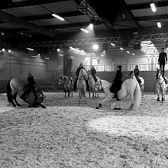 spectacle équestre coulisses