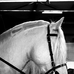 spectacle équestre coulisses