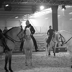 spectacle équestre coulisses